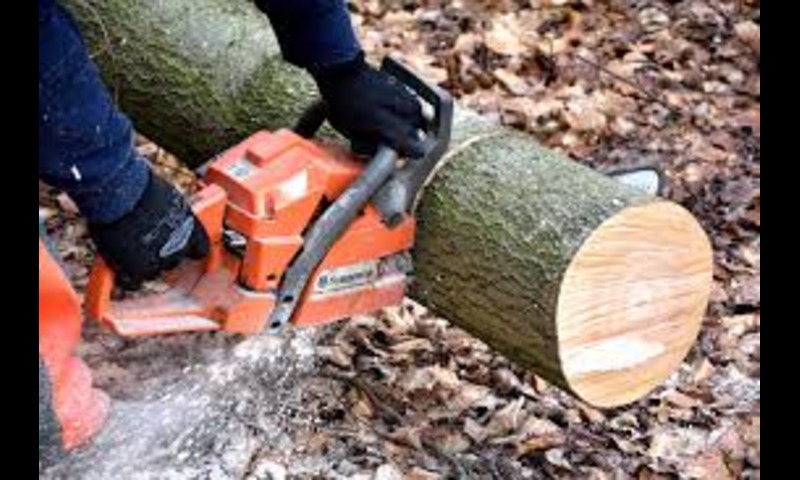 M&M Tree Cutting Image